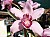 181 Cymbidium X.jpg