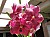 181 a Vanda X.jpg