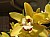 186 Cymbidium X.jpg