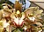 187 Cymbidium X.jpg