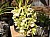 225 a Cymbidium Miniature.jpg