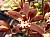 242  Cymbidium Miniature.jpg