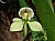 279 b (Encyclia Radiata).jpg