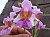 289 a Aerides X.jpg