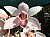 314 Cymbidium X.jpg