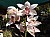 314 a  Cymbidium X.jpg