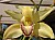 320 Cymbidium X.jpg