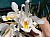 336 Coelogyne.jpg