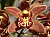 338 Cymbidium.jpg