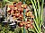 338 a Cymbidium.jpg