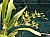 476 a Oncidium X.jpg