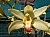 483 Cynbidium X.jpg