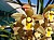 548 Cymbidium X.jpg