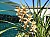 548 a Cymbidium X.jpg