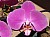 55 a Phal.jpg