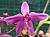 569 Spathoglottis.jpg