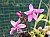 569 a Spathoglottis.jpg