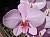 813 a Phal.jpg