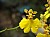837 Oncidium X.jpg