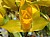 88 Lycaste Aromatica.jpg