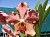 89 Vanda X.jpg