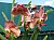 89 a Vanda X.jpg