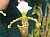 97 Paph Spicerianum.jpg